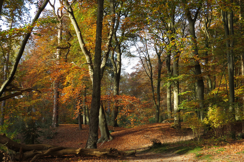 HERFSTLANDSCHAP