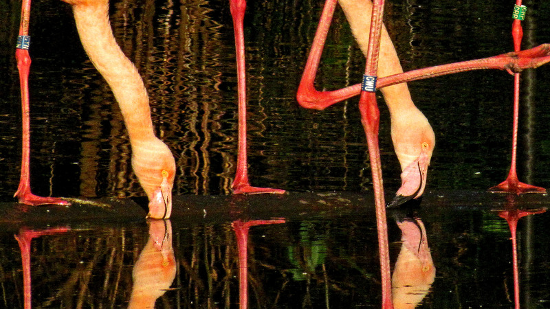 FLAMINGO'S EN REFLECTIES