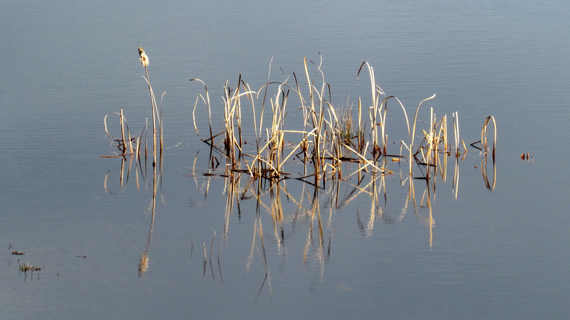 RIET EN REFLECTIES