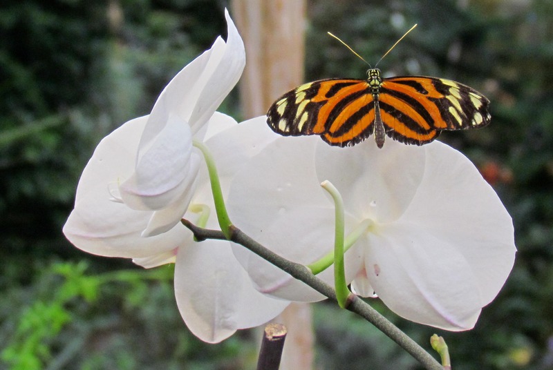 HELICONIUS HECALE