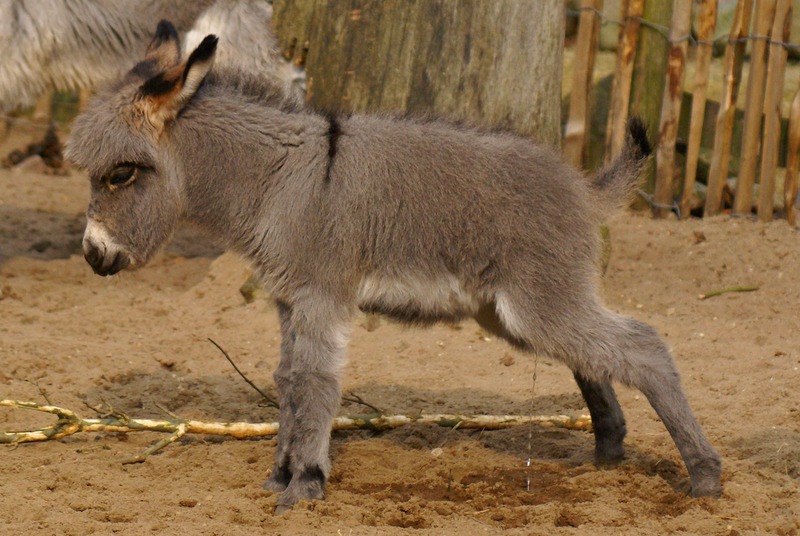 PASGEBOREN MINI-EZELTJE