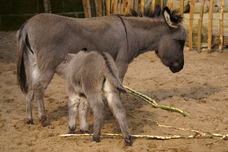 PASGEBOREN MINI-EZELTJE