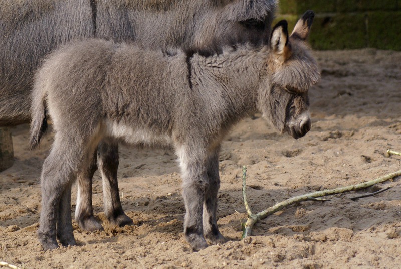 PASGEBOREN MINI-EZELTJE