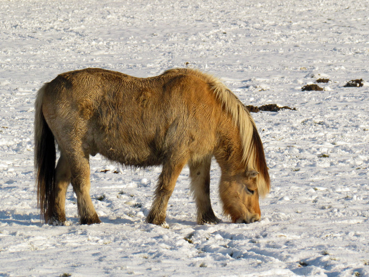 PAARD IN DE SNEEUW