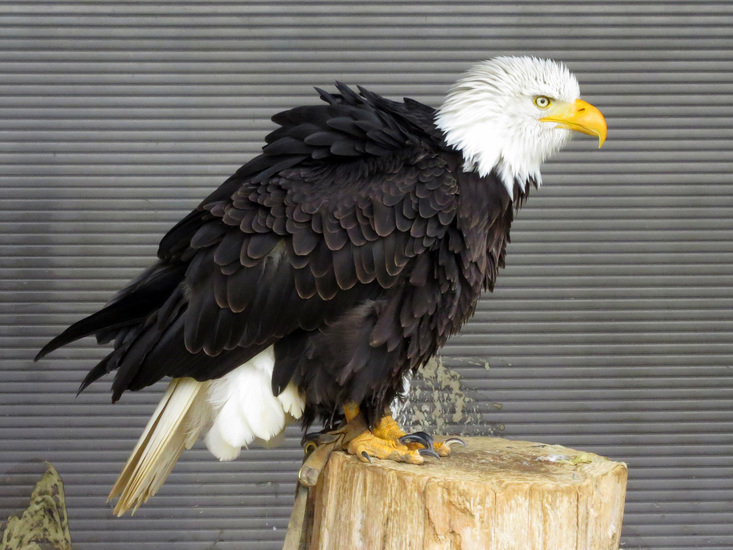 AMERIKAANSE ZEEAREND