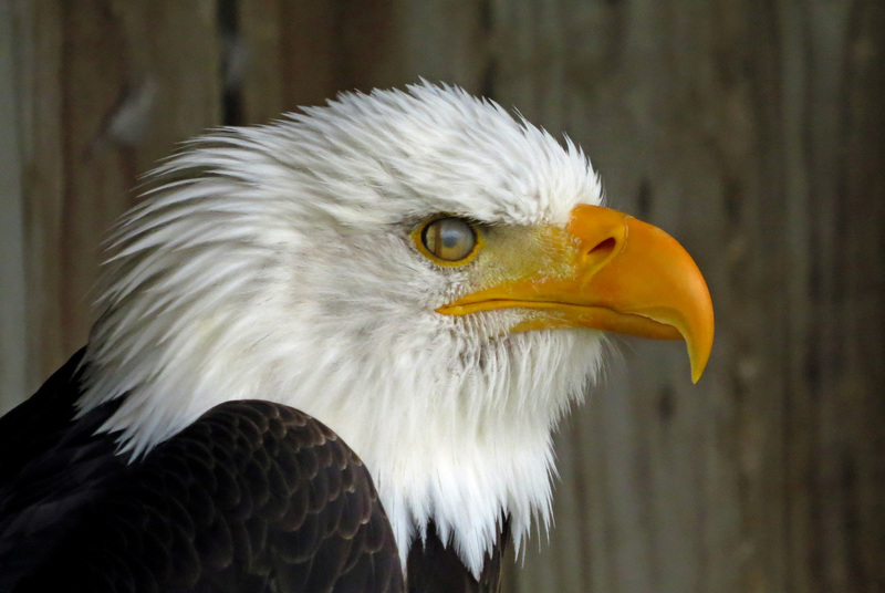 AMERIKAANSE ZEEAREND