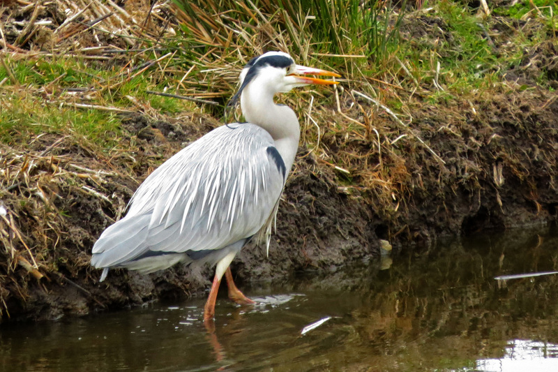 BLAUWE REIGER