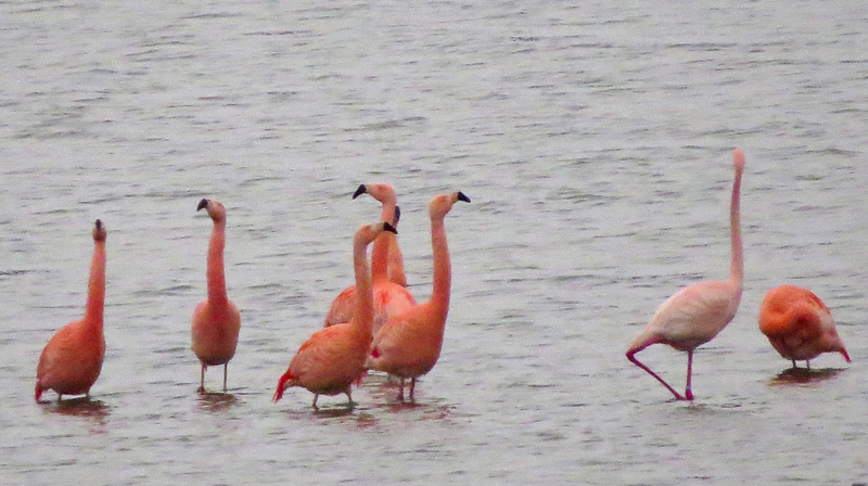 FLAMINGO'S