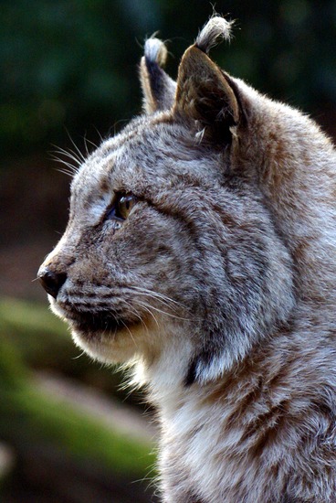 LYNX