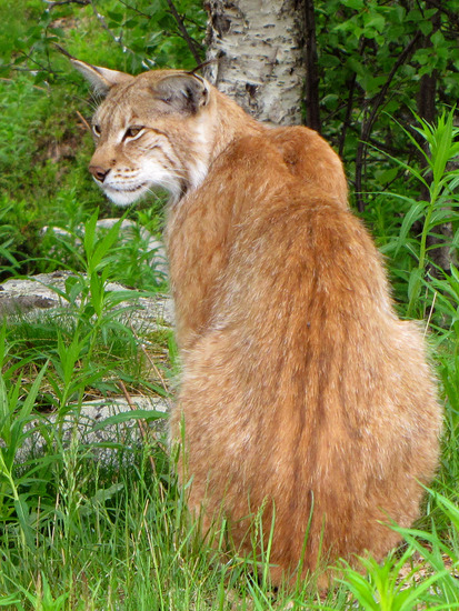LYNX