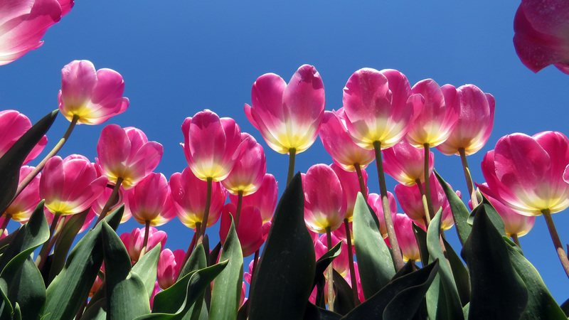 TULPEN