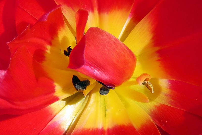 TULP