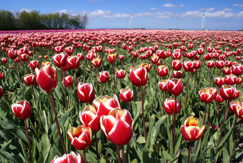TULPEN
