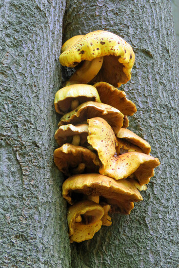 GELE PADDENSTOELEN