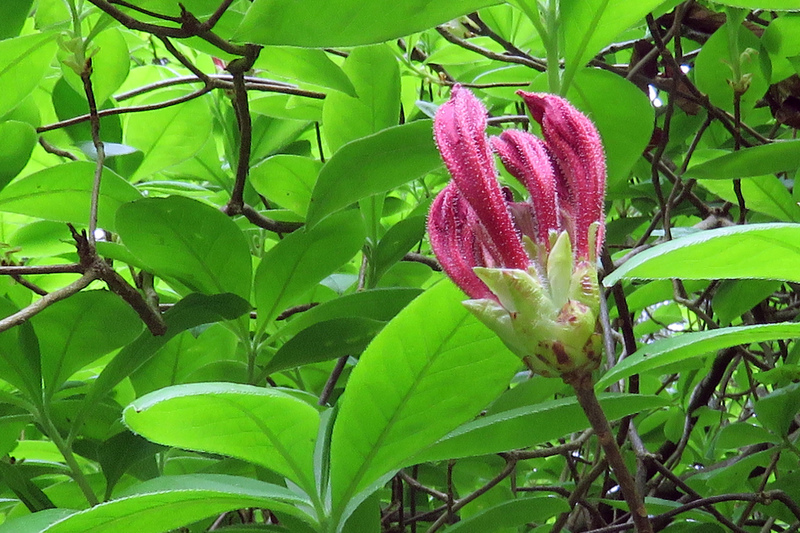 RHODODENDRONKNOP