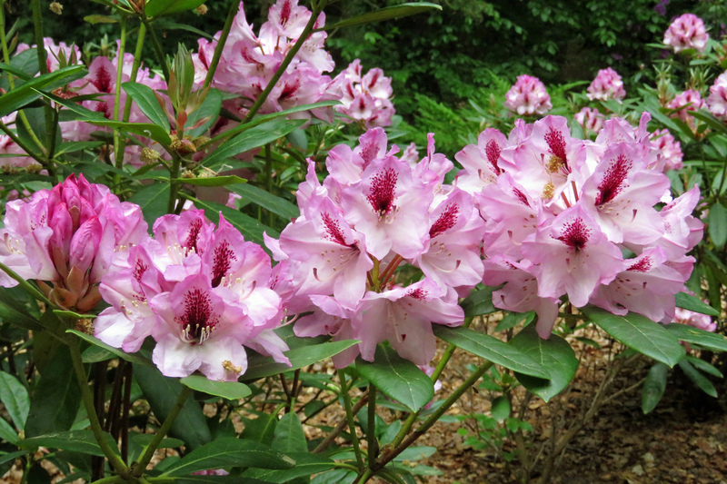 RHODODENDRON
