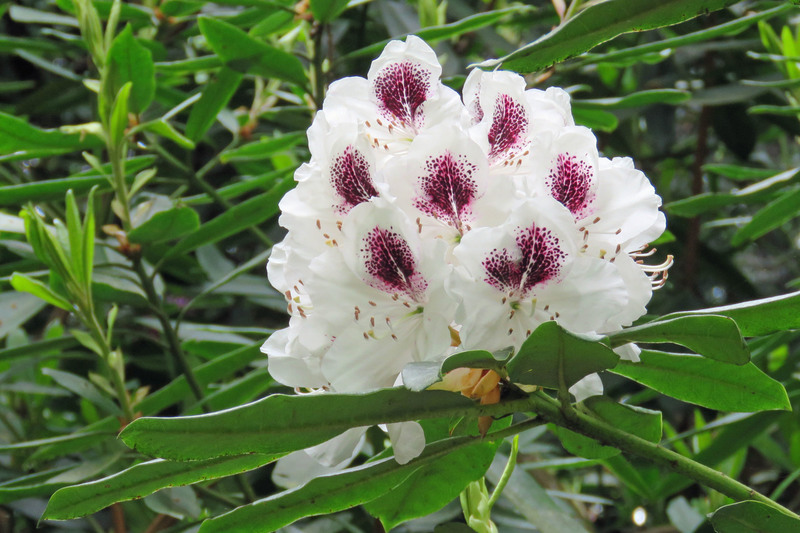 RHODODENDRON