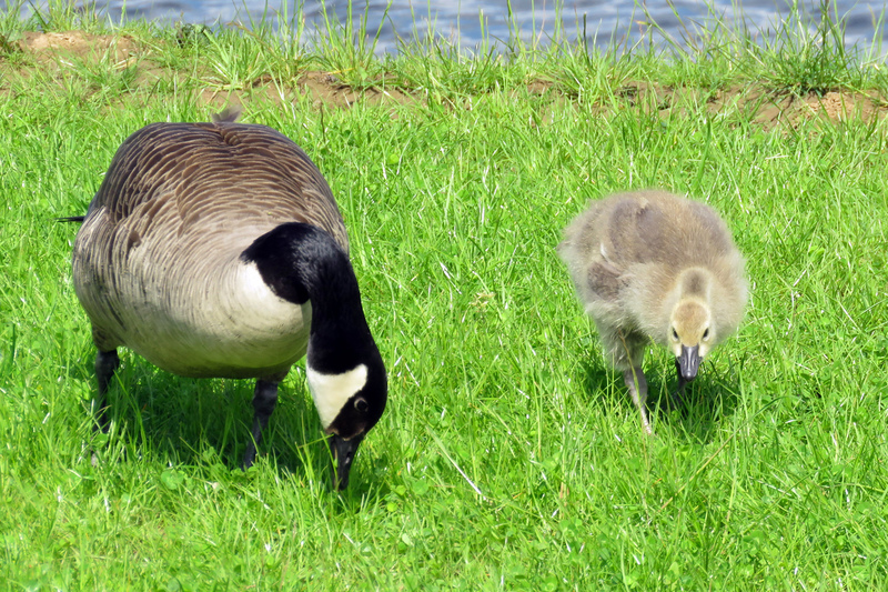 CANADESE GANS MET JONG