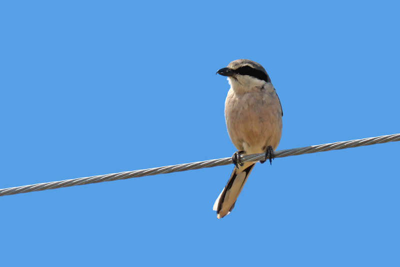 IBERISCHE KLAPEKSTER