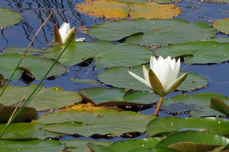 WATERLELIES