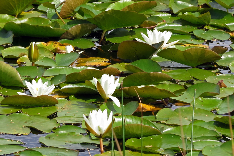 WATERLELIES
