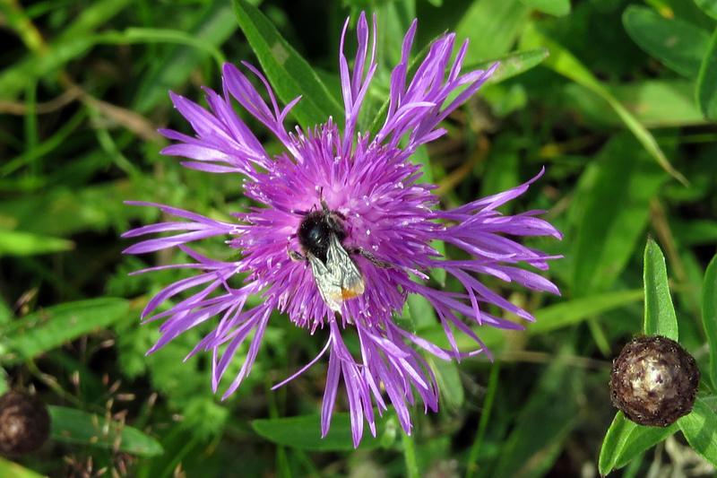 HOMMEL OP KORENBLOEM