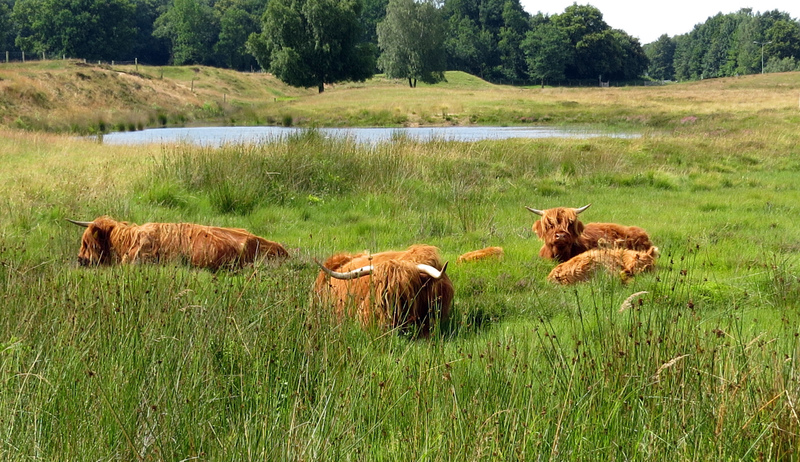 SCHOTSE HOOGLANDERS