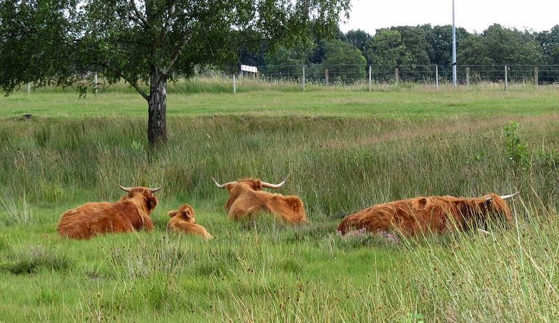 SCHOTSE HOOGLANDERS