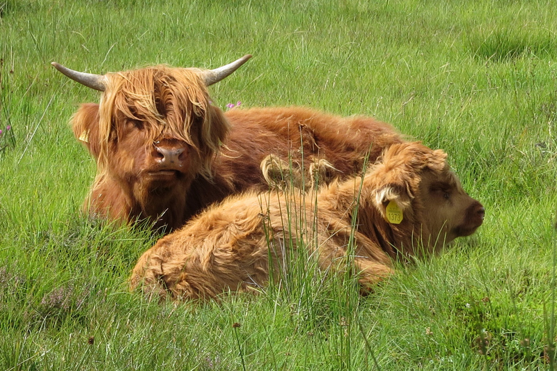SCHOTSE HOOGLANDERS