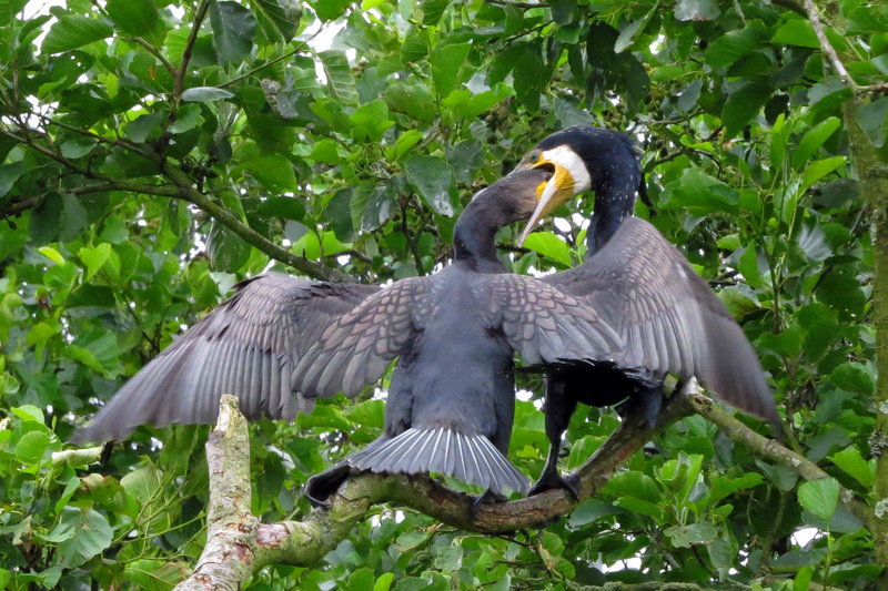 ALSCHOLVERJONG WORDT GEVOERD