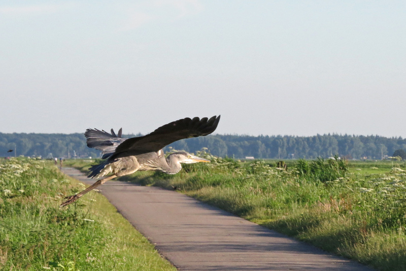 OPVLIEGENDE REIGER