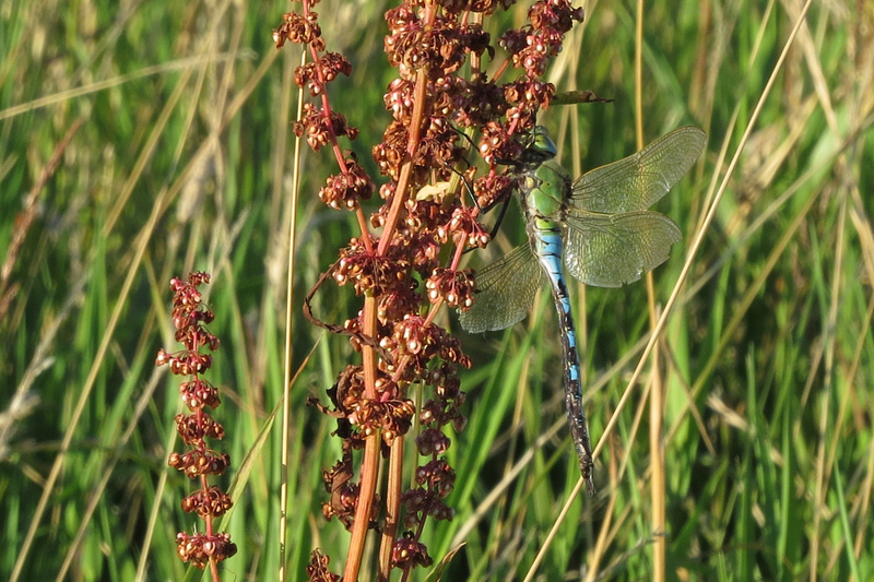 GROTE BLAUWE KEIZERLIBEL