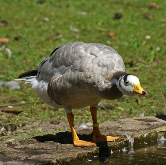 INDISCHE GANS