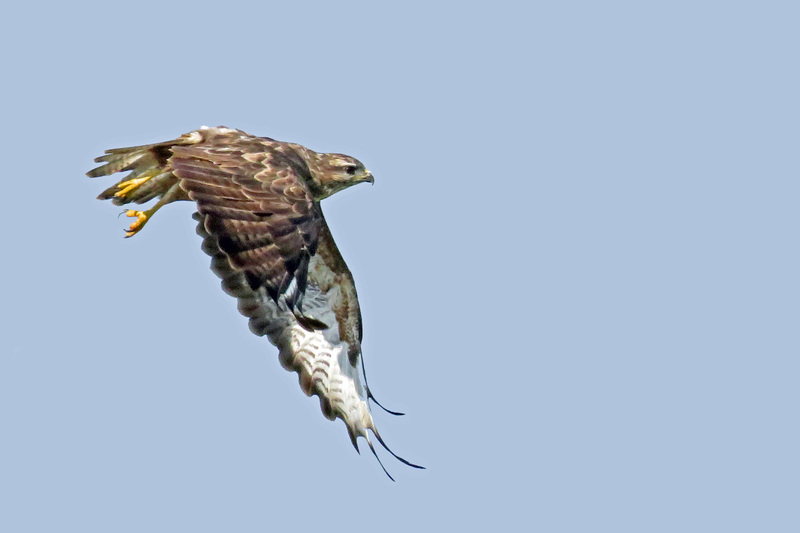 BUIZERD