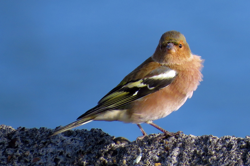 VINK