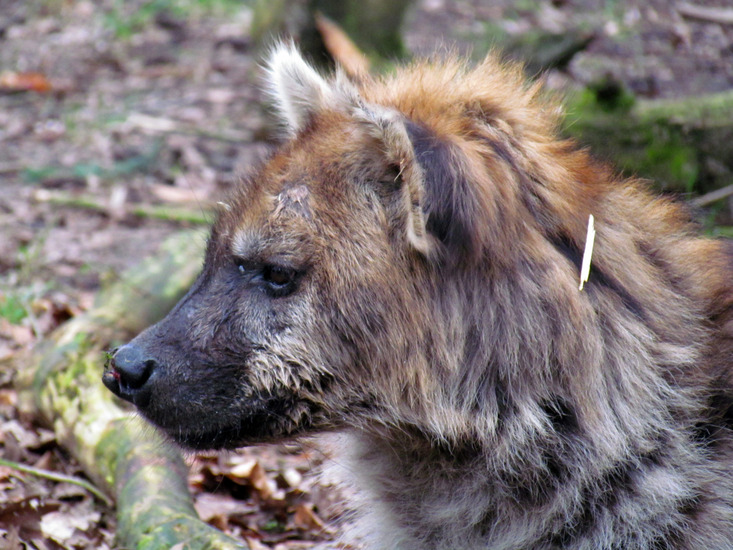 GEVLEKTE HYENA
