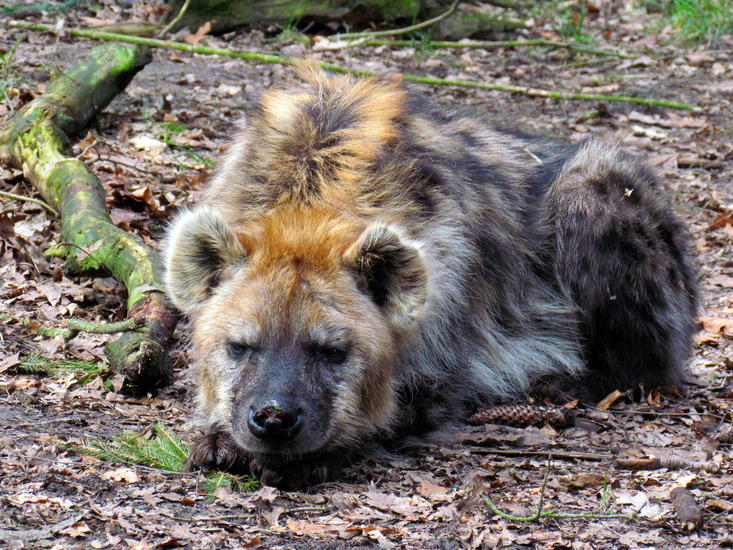 GEVLEKTE HYENA