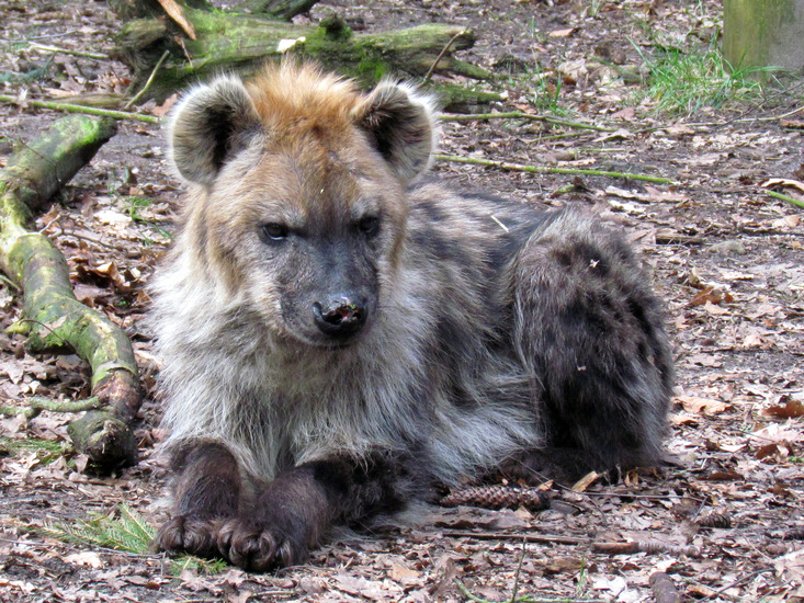 GEVLEKTE HYENA
