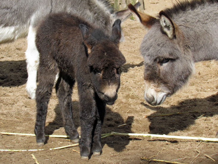 PASGEBOREN MINI-EZELTJE