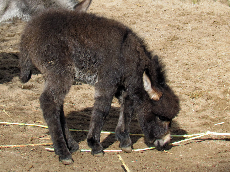 PASGEBOREN MINI-EZELTJE
