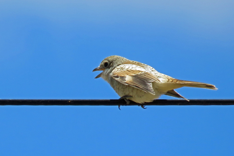 ROODKOPKLAUWIER JUVENIEL