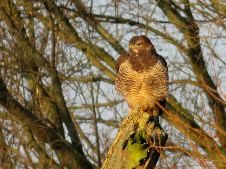 BUIZERD OP BOOM
