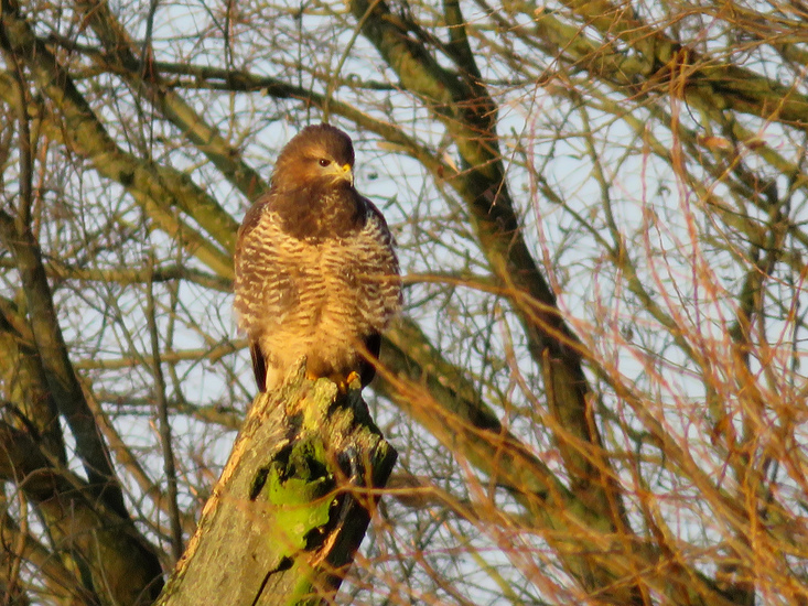 BUIZERD OP BOOM 2