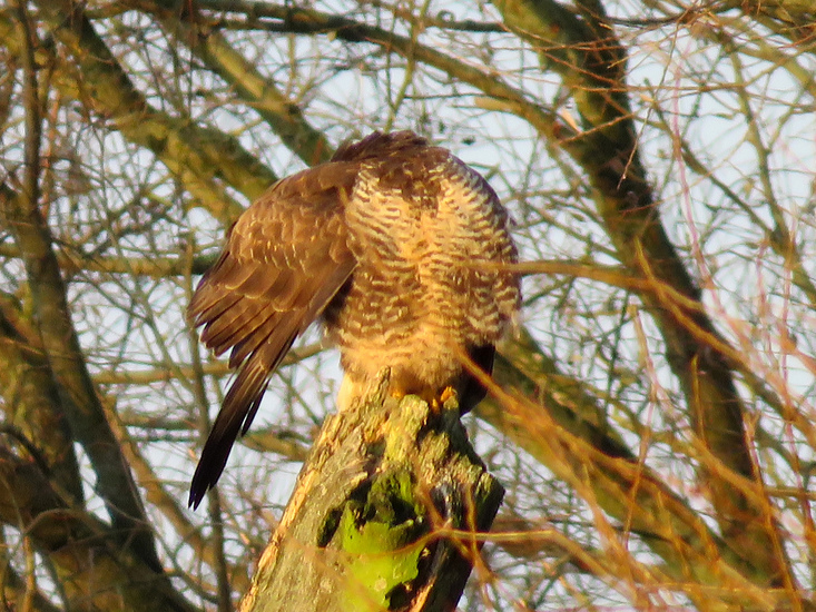 BUIZERD OP BOOM 1