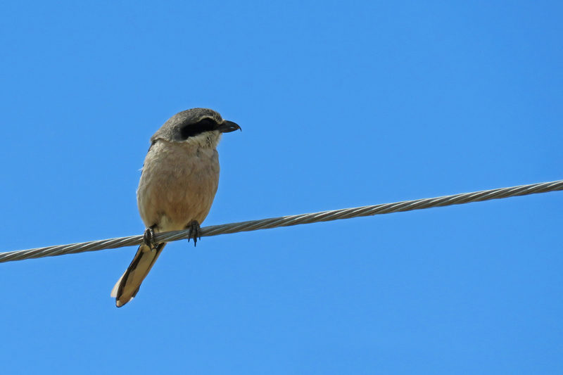 IBERISCHE KLAPEKSTER
