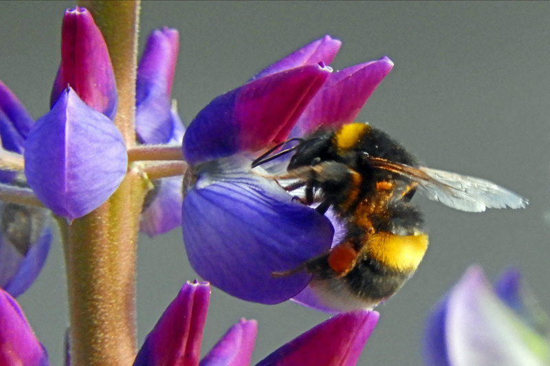 HOMMEL OP LUPINE