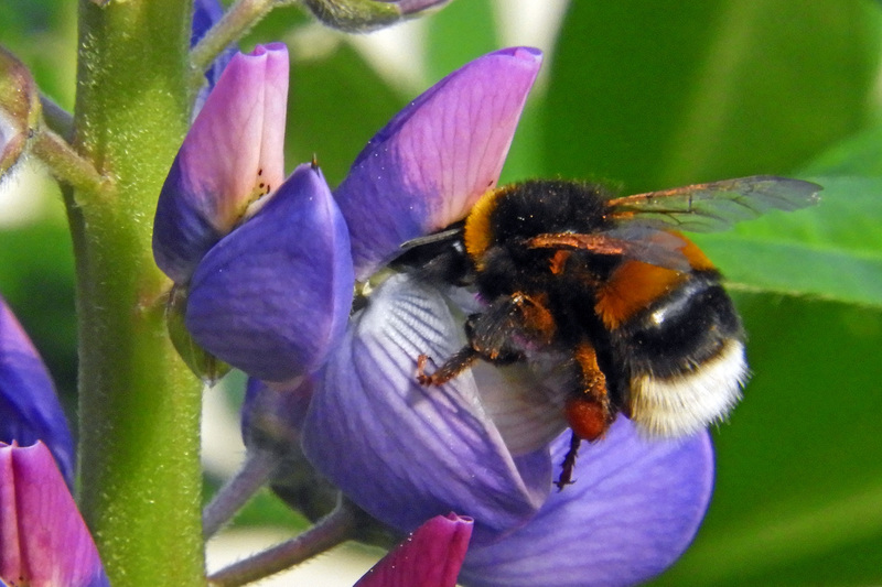HOMMEL OP LUPINE