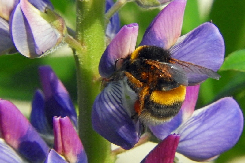 HOMMEL OP LUPINE