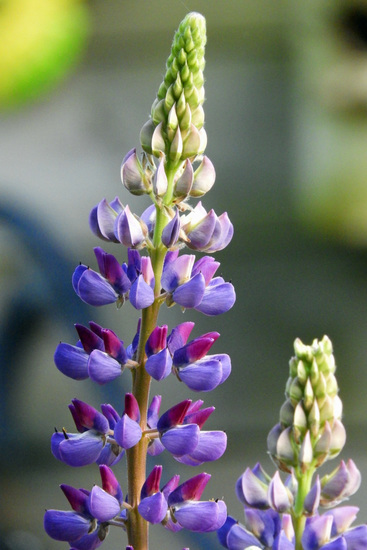 LUPINE