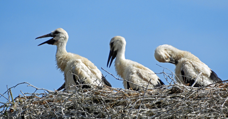 VIER JONGE OOIEVAARS